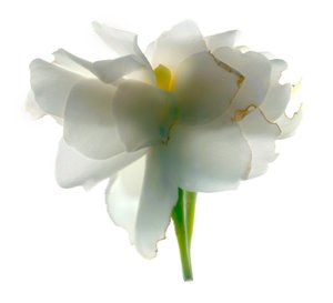 Gardenia Float, 2011, (digitális fotogram, digitális eredeti nyomat)